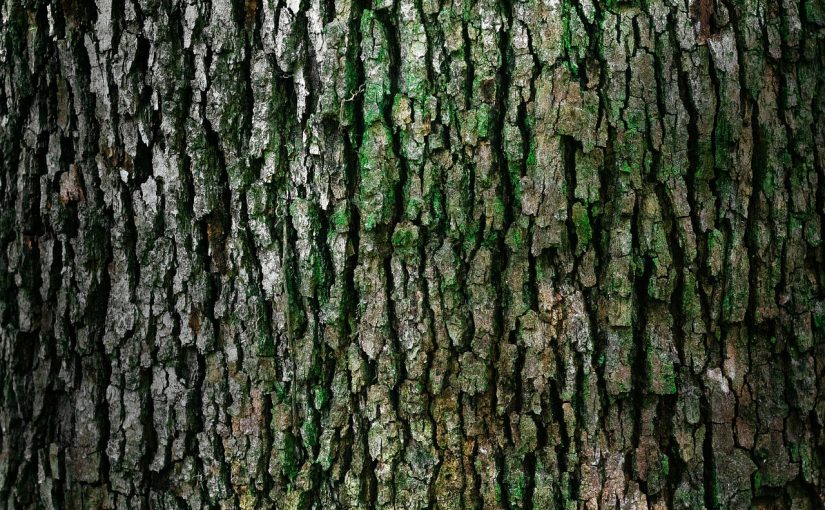 Ładny oraz {porządny ogród to nie lada wyzwanie, w szczególności jak jego konserwacją zajmujemy się sami.